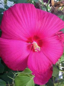 Hawaiian tropical flower