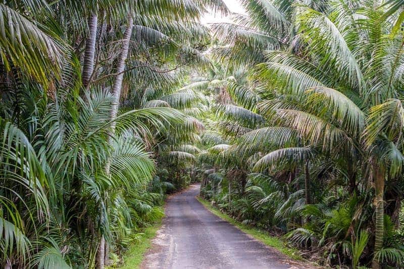 Kentia Palms Lord Howe Island