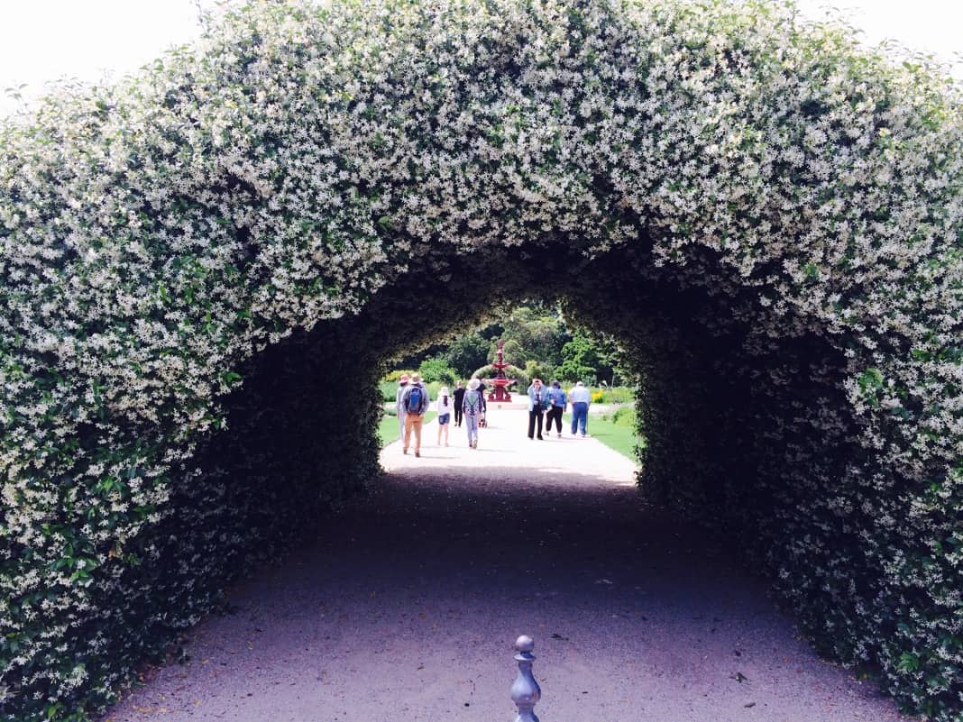Beautiful Hedge Tunnel Adelaide Botanic Gardens