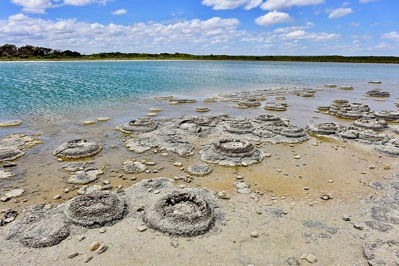 Stromatolites-of-Lake-Thetis-in-Western-Australia