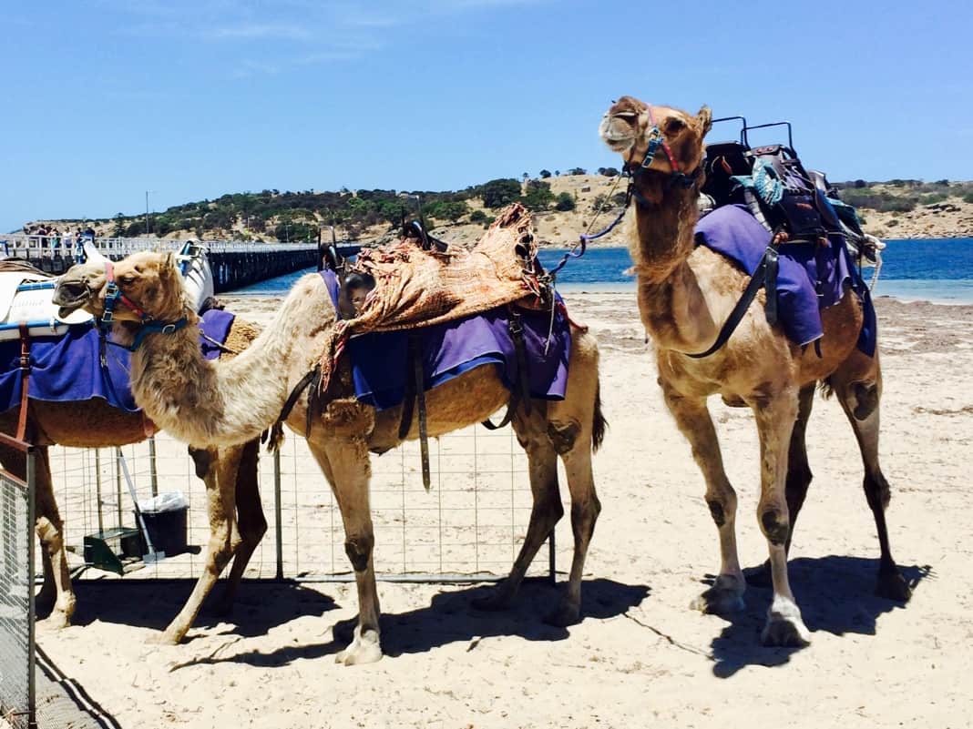 Camels at Victor Harbor
