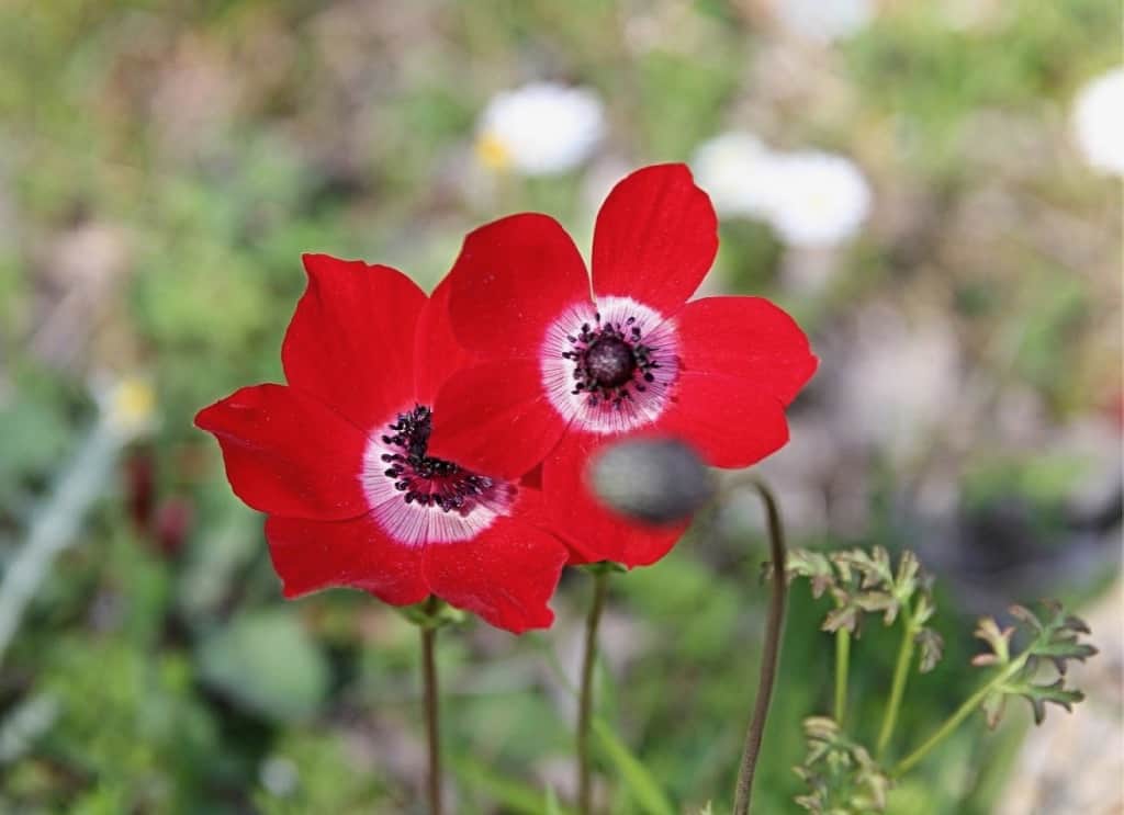 Red Anemone Flowers