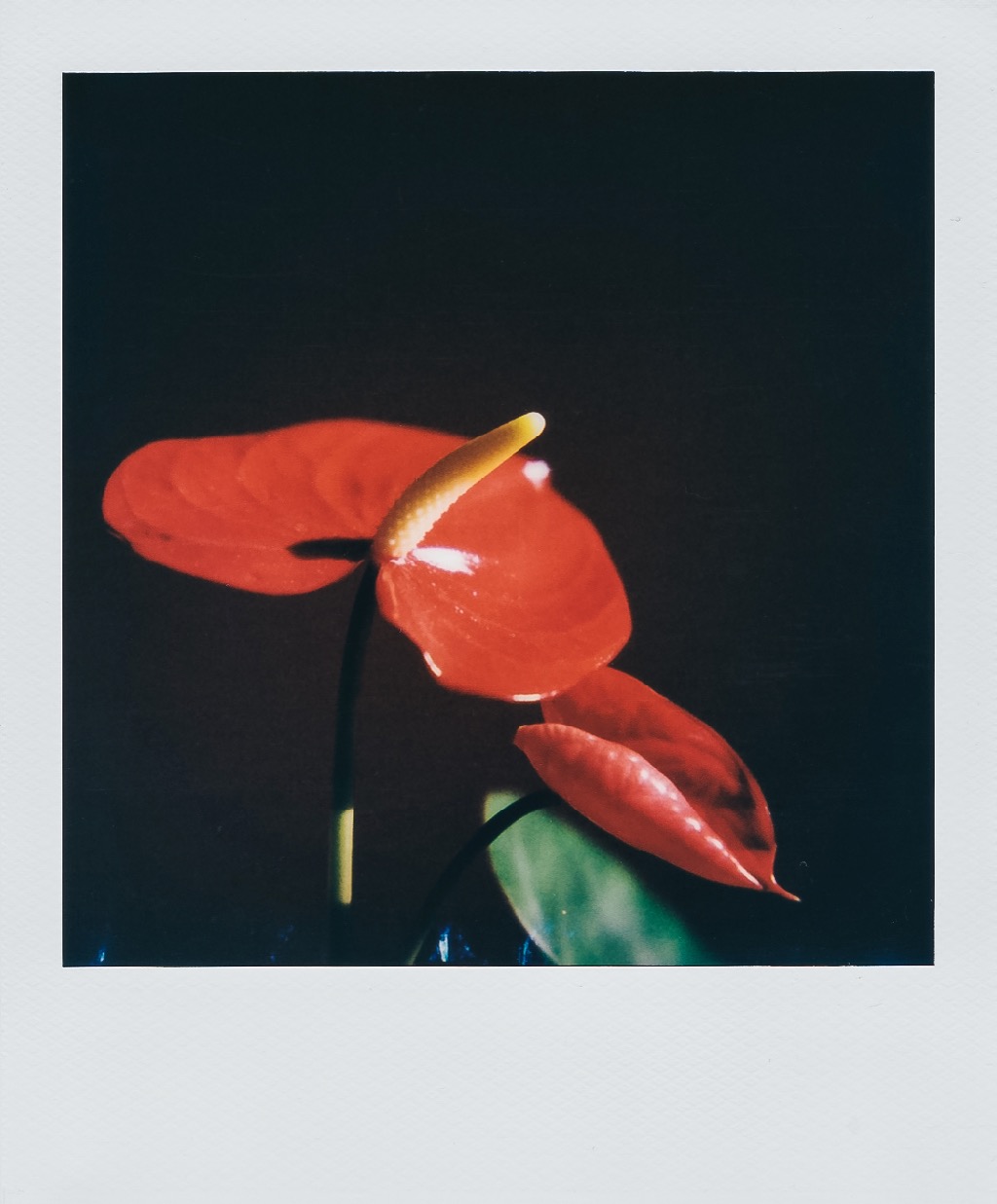 Polaroid Photo Flower at Home Halandri