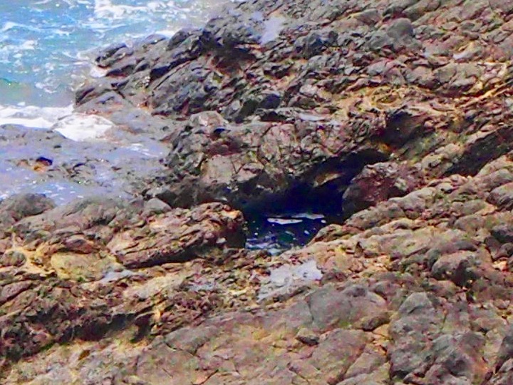 Rock Pool Closeup