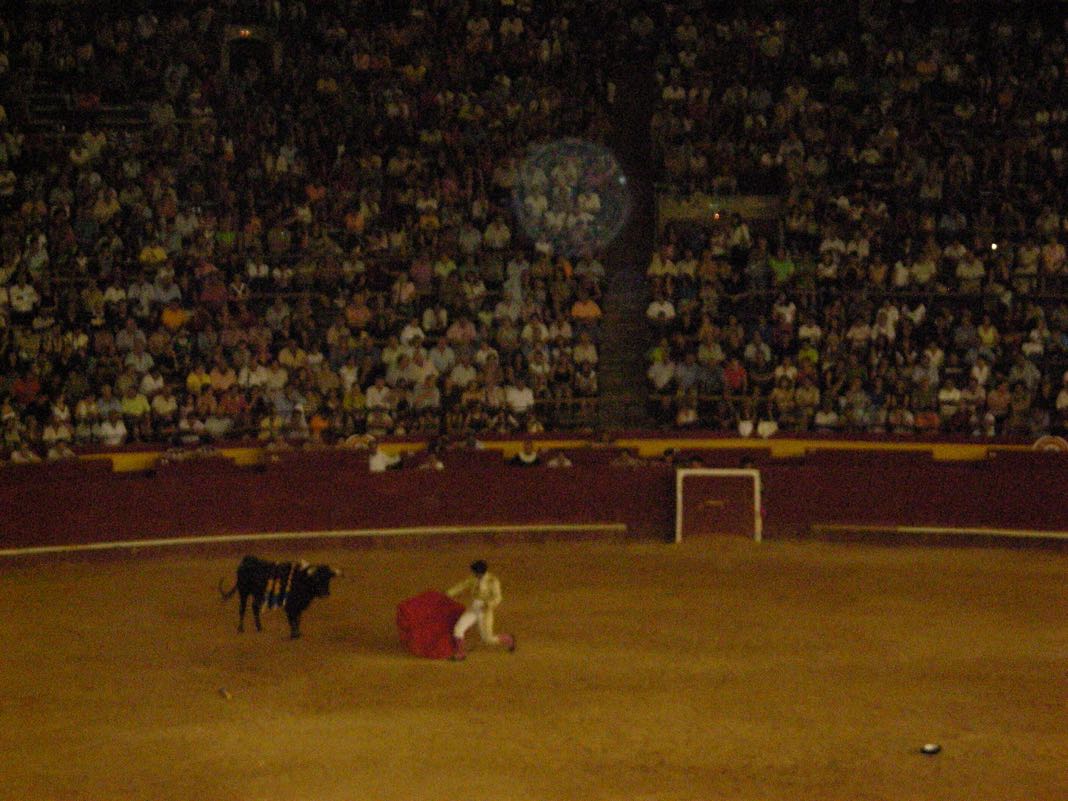 Bull Fighting