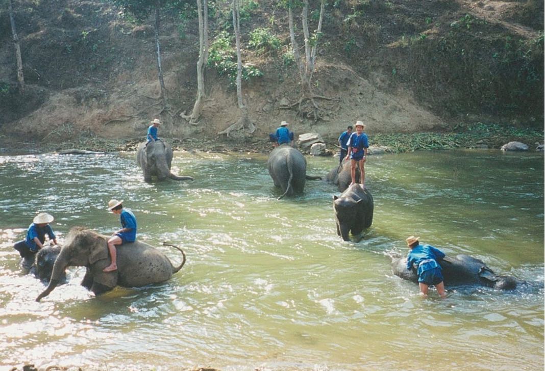 Elephants in Thailand