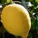 Lemons Positano Amalfi Coast