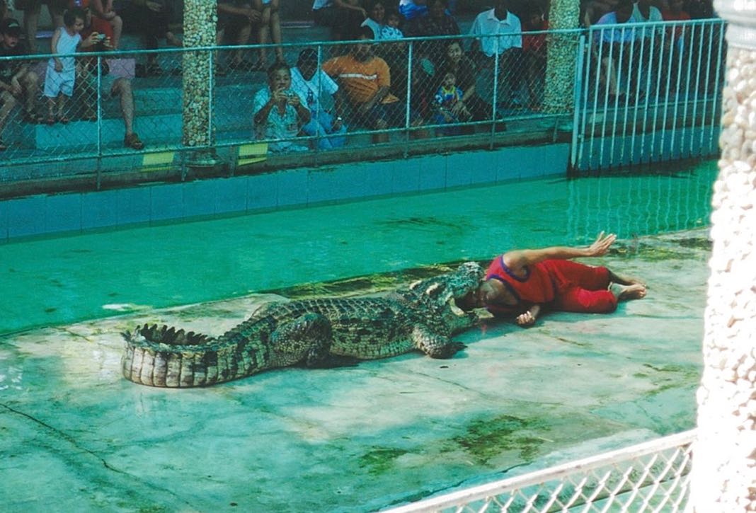 Thai Zoo Crocodile Act