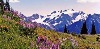 Mount Olympus Olympic National Park USA America