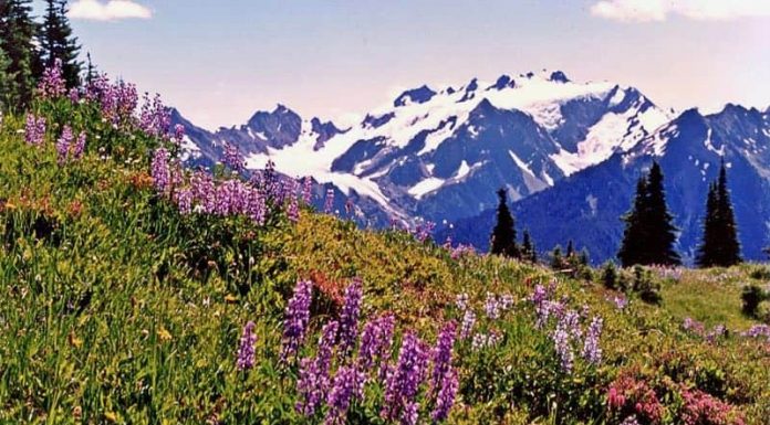 Mount Olympus Olympic National Park USA America