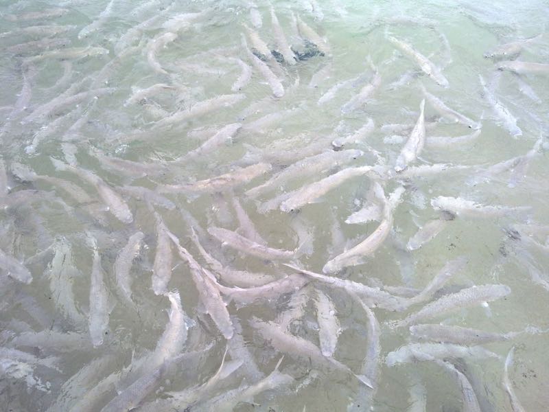 Feeding fish Ned's beach