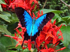 Ulysses Butterfly