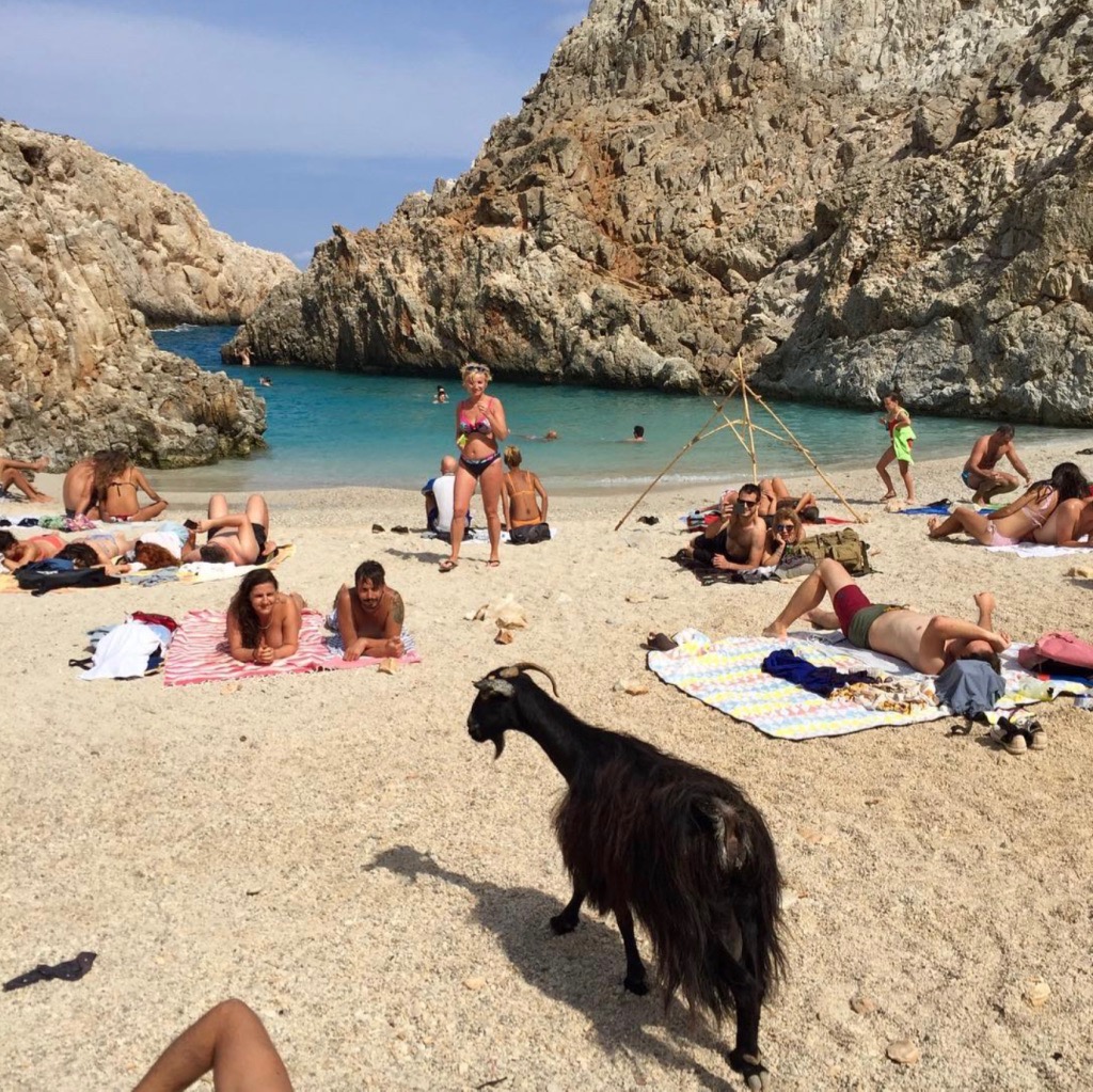 Seitan Limania Stephanou beach with a goat on the sand