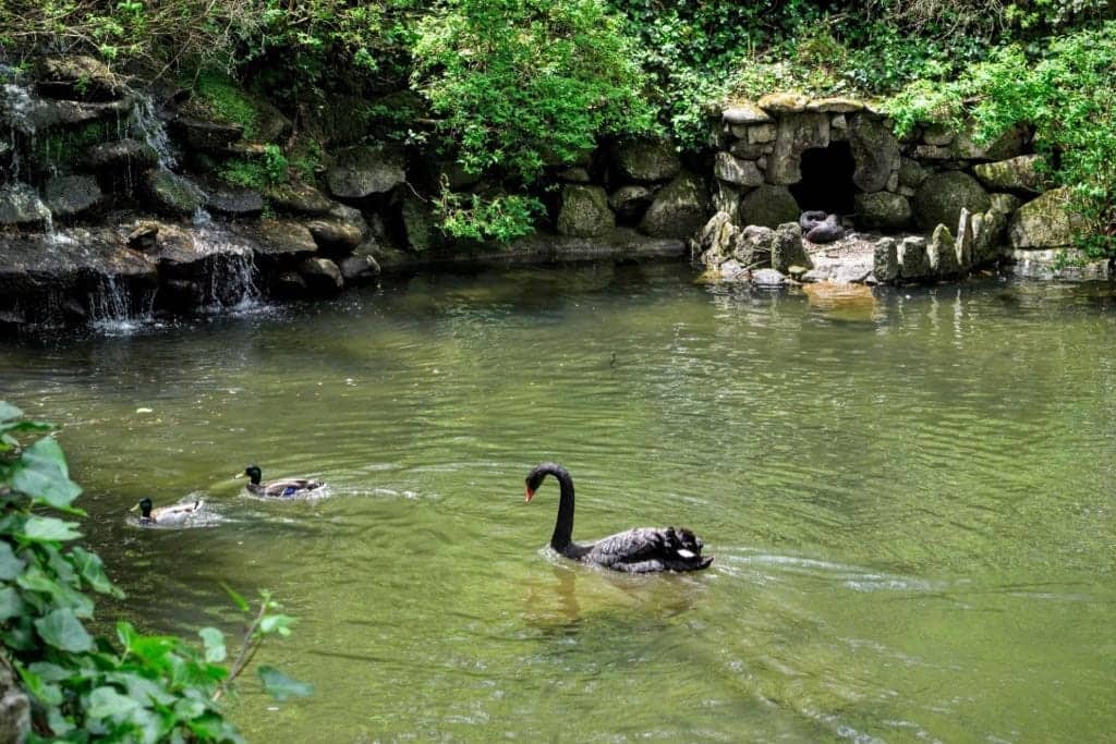 Sintra Guide Ducks in Pena Lake Pond