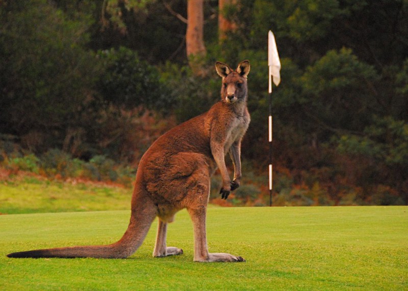 Anglesea golf club kangaroo tour