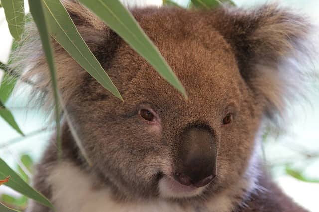 Koala Kennett River