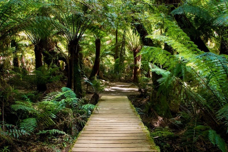 Maits Rest Rainforest Walk