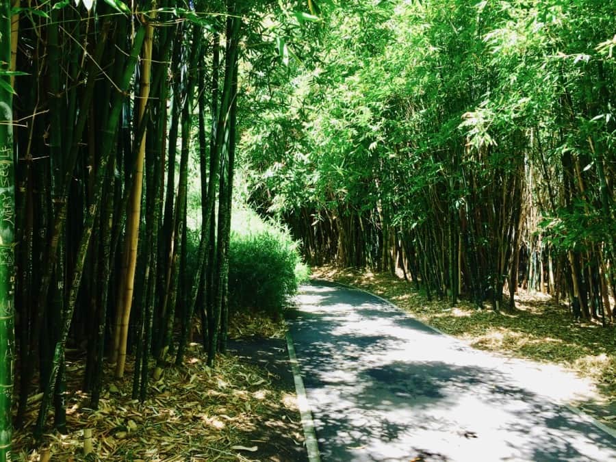 Adelaide Botanic Gardens Bamboo Grove