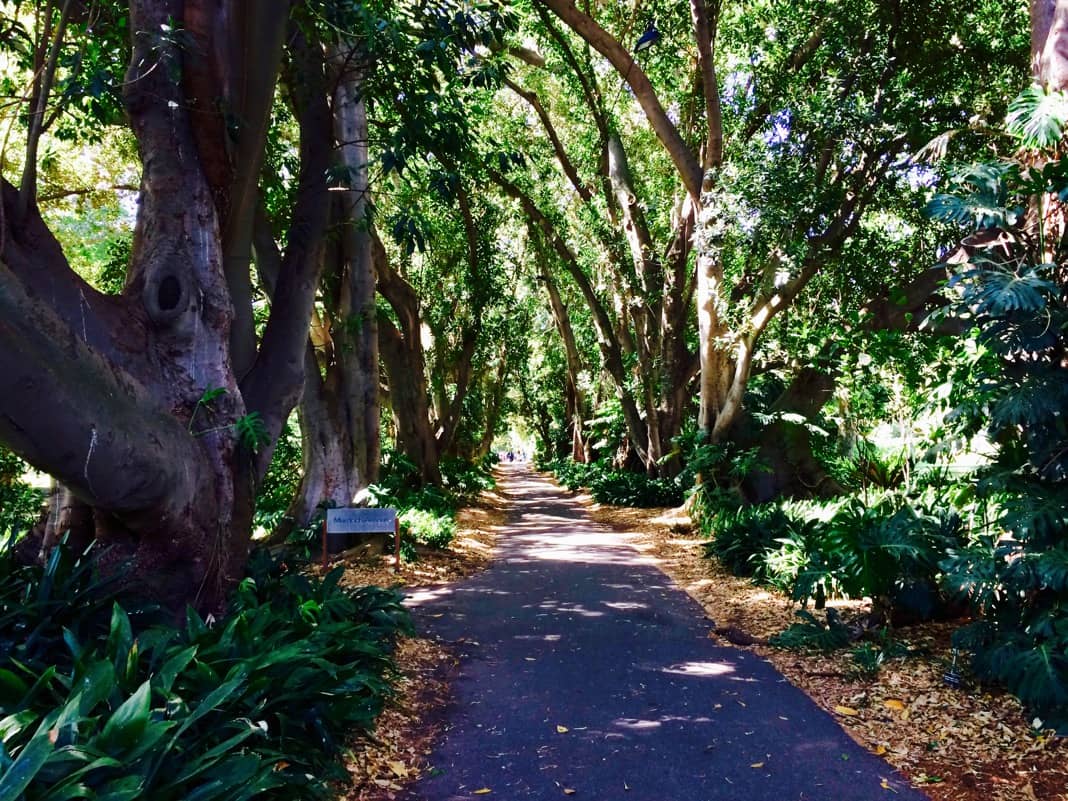 Murdoch Avenue Moreton Bay Fig Trees SA Botanic Gardens