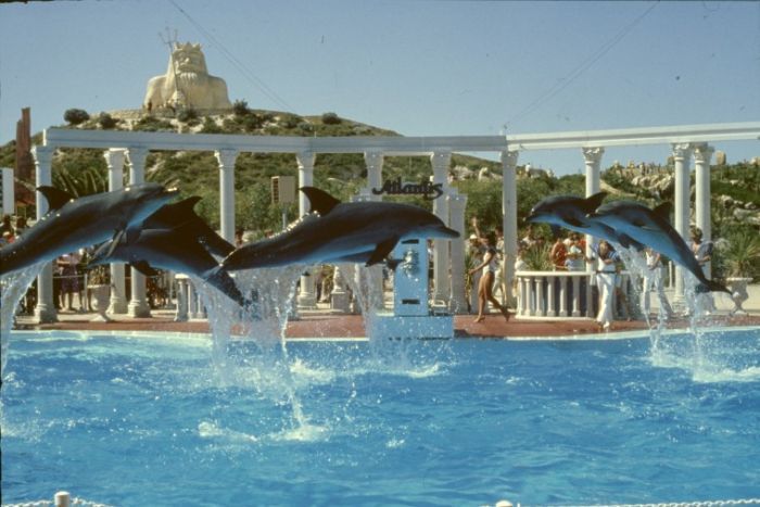 Dolphins at Atlantis Marine Park 80s Two Rocks Western Australia