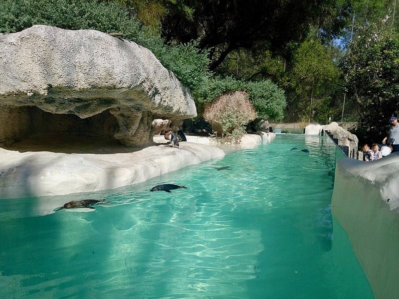 Penguin Enclosure Perth zoo