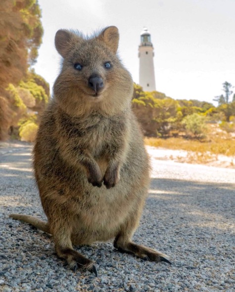 Rottnest Island Quokkas Western Australia