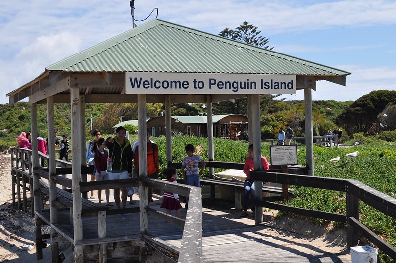 Things to do in Perth Penguin Island