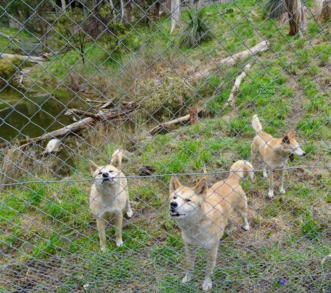 Cleland Conservation Park Dingoes
