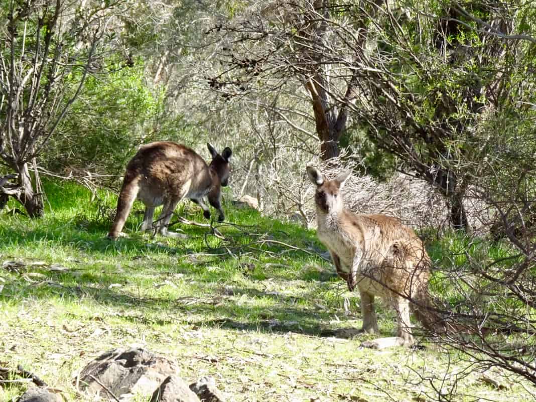 Kangaroos in Anstey Hill Recreation Park