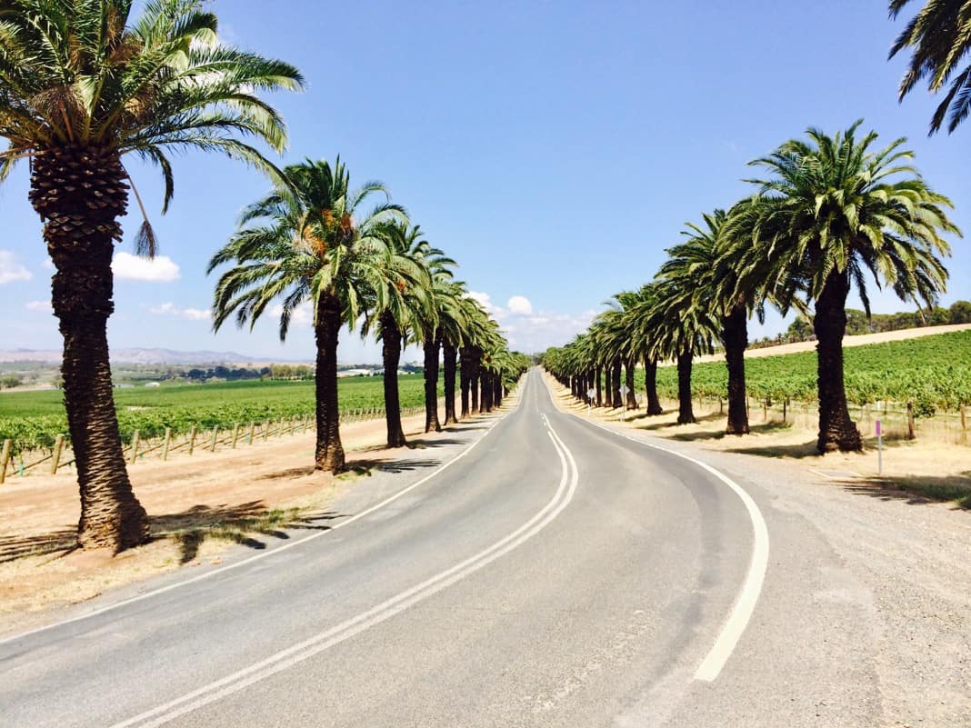 Palm Trees Seppeltsfield Road Barossa Valley