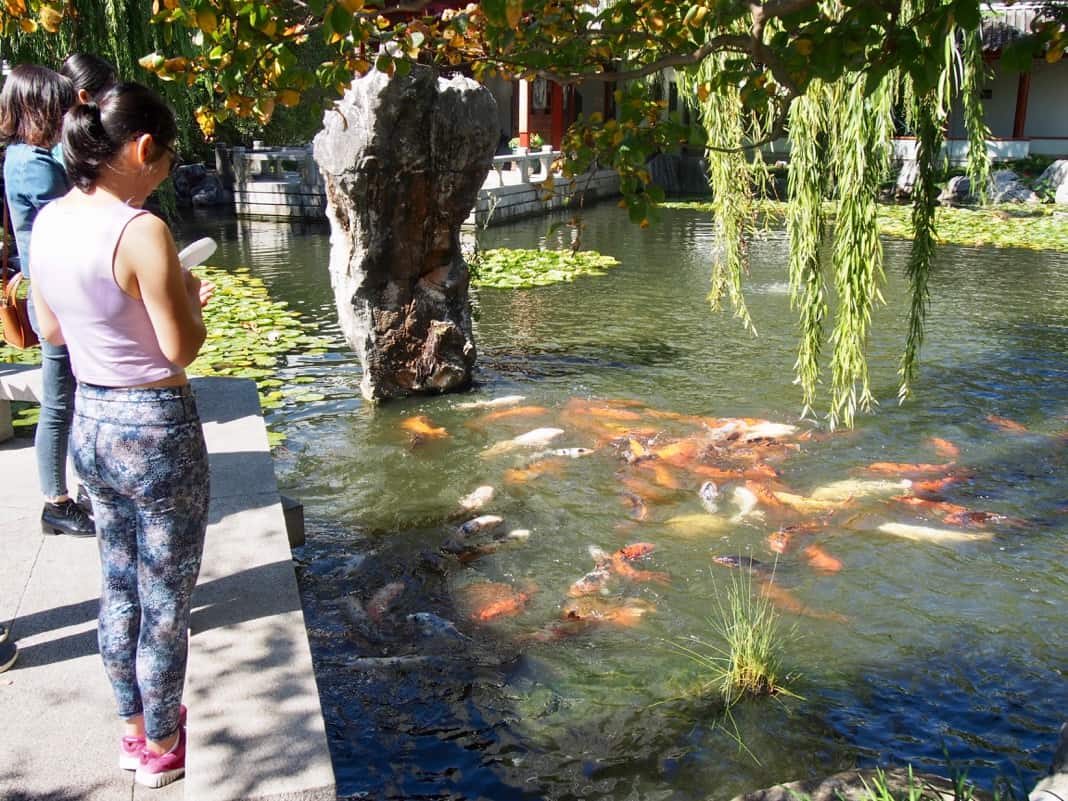 Chinese Garden of Friendship Fish feeding time