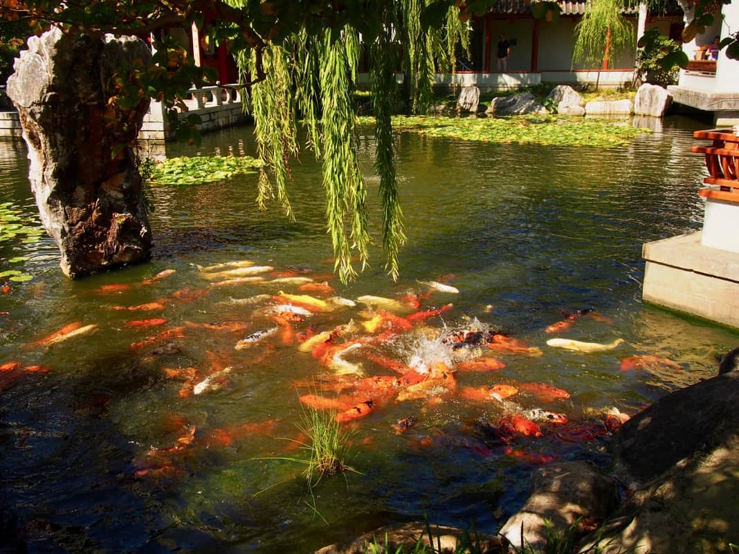 Fish Feeding Time Chinese Garden of Friendship