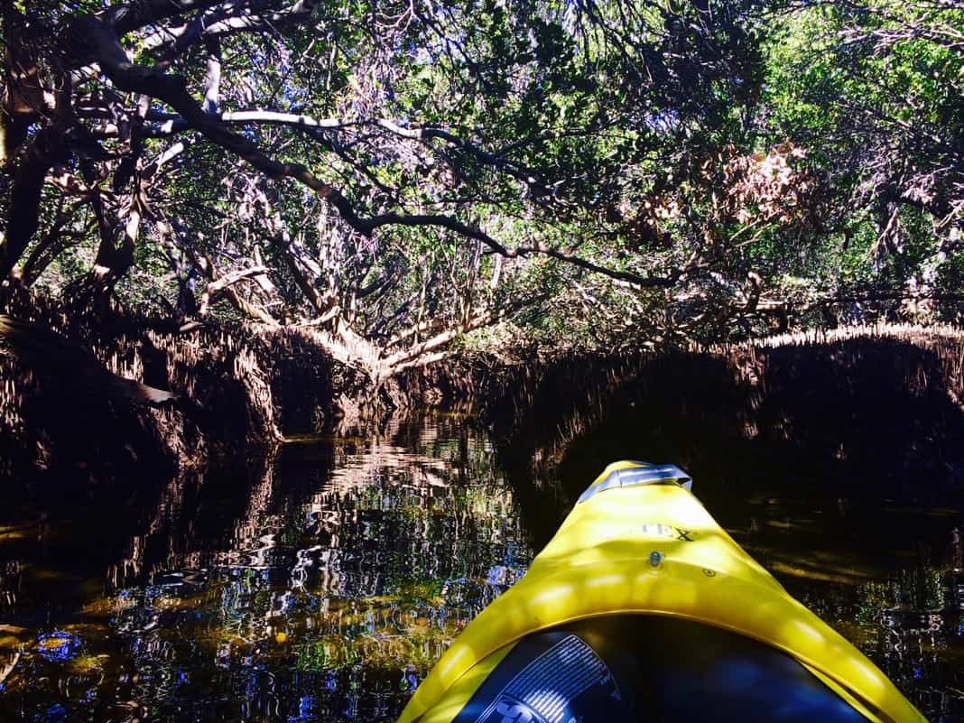 Kayaking through Mangrove Creek