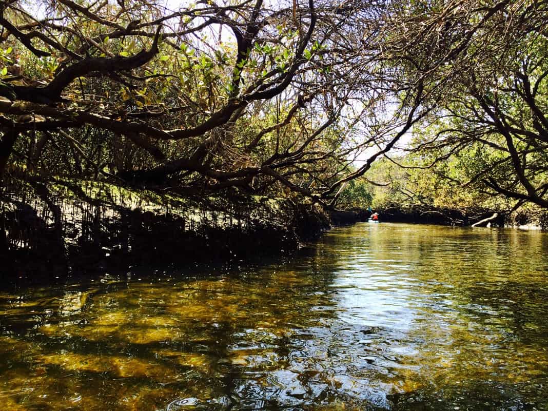 Mangrove Creek Little Amazon