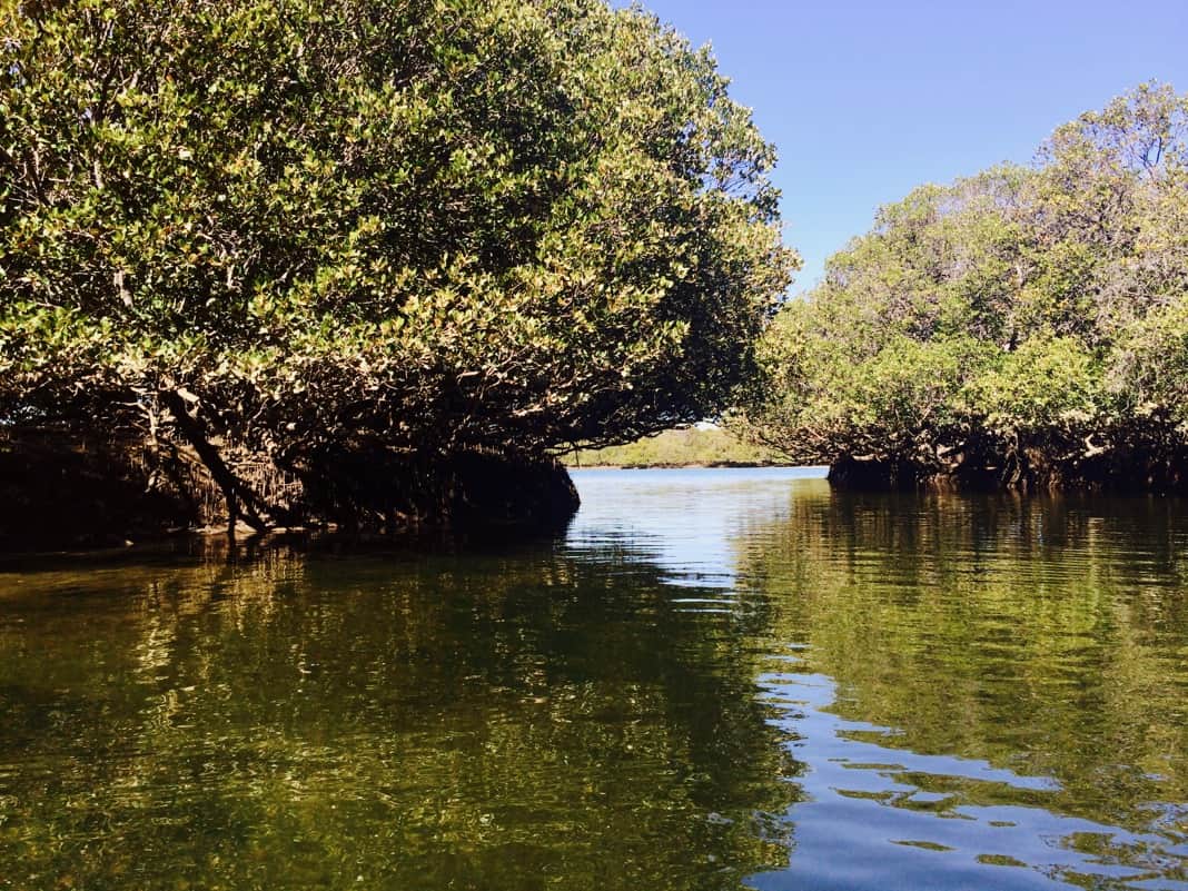 Port Adelaide Mangrove Creek Entry Exit