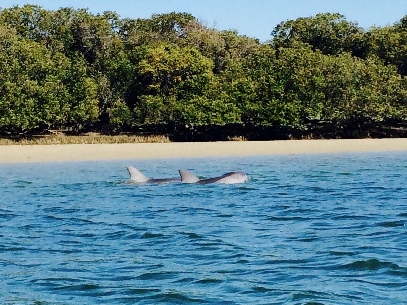 Port River Dolphins