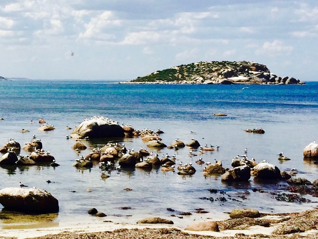 Seabirds Breeding Victor Harbor