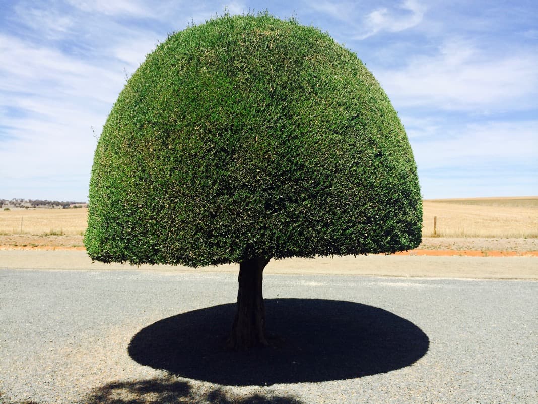 Manicured tree Mintaro