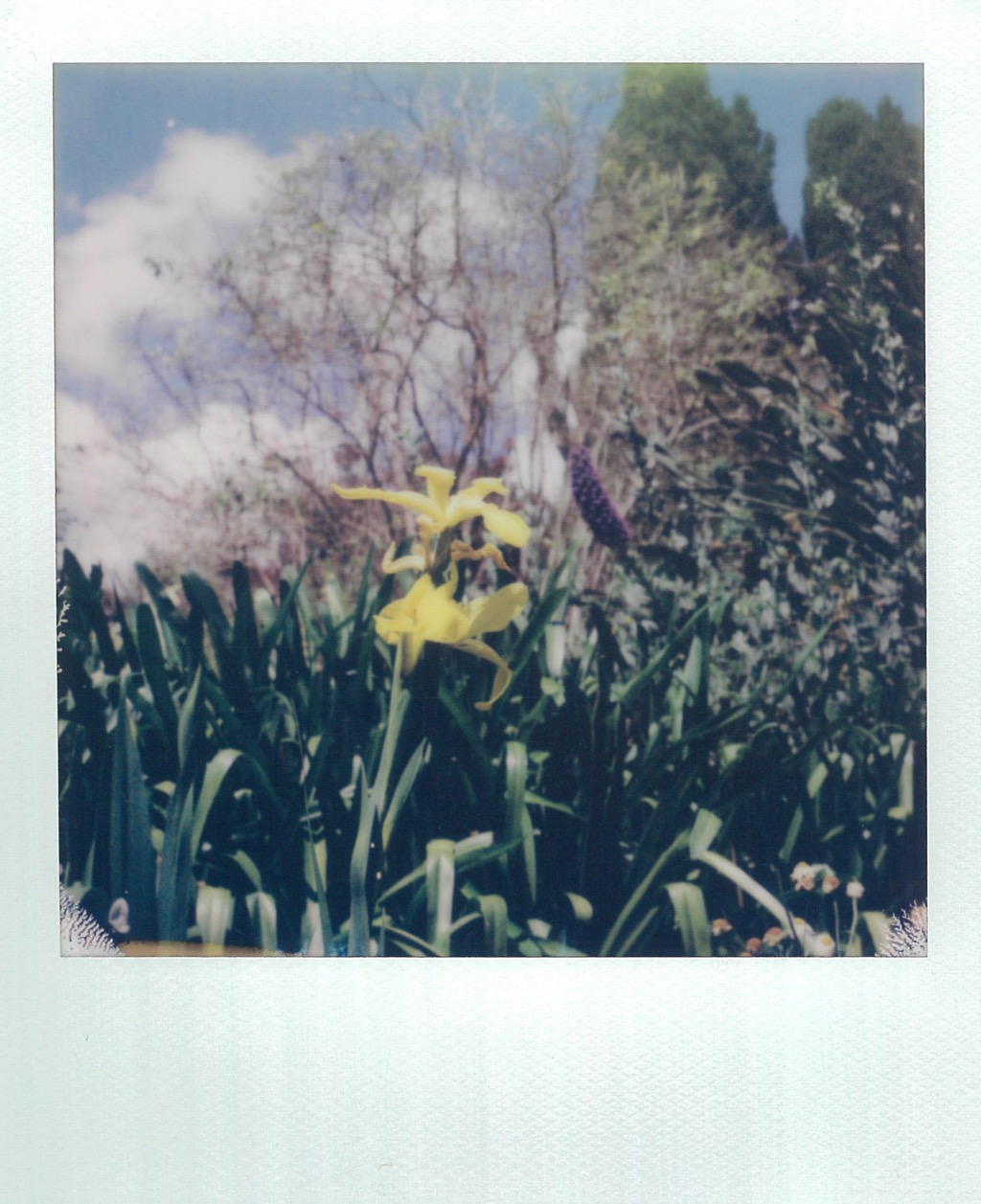 Yellow Iris