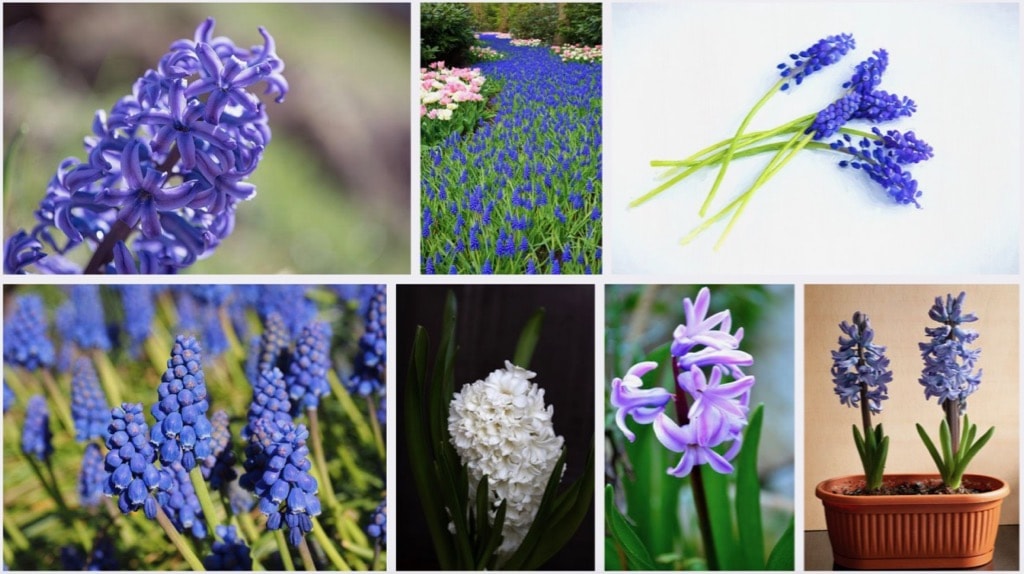 Hyacinth Ancient Greek Flowers
