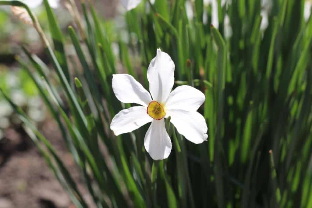 Narcissus poeticus