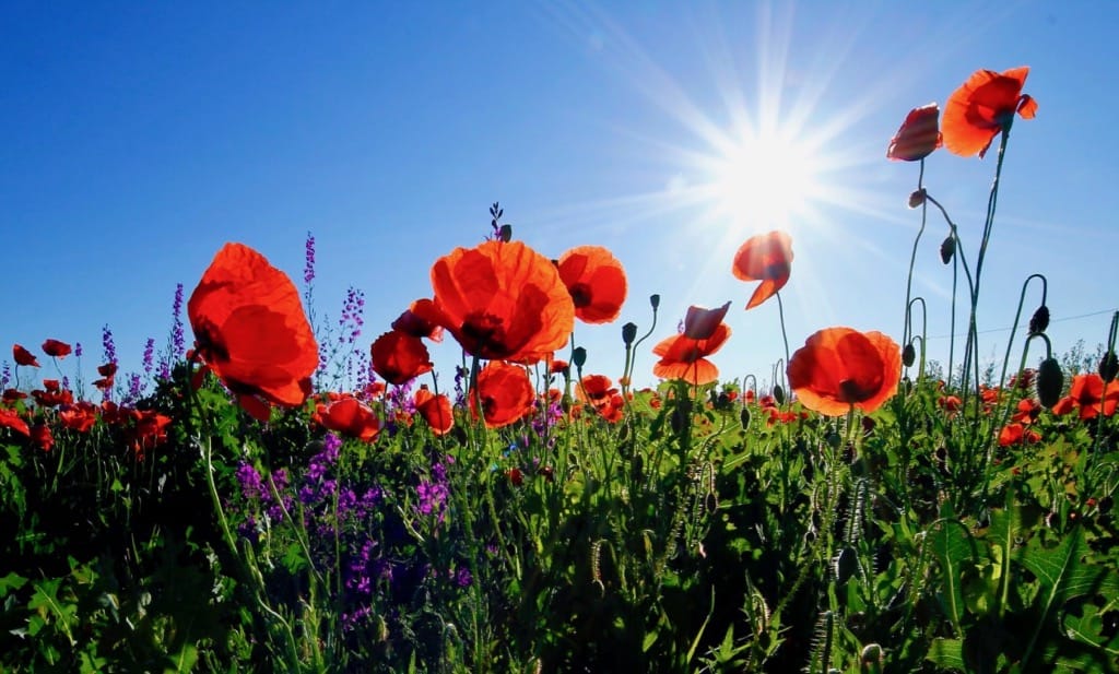 Red Poppy Flowers