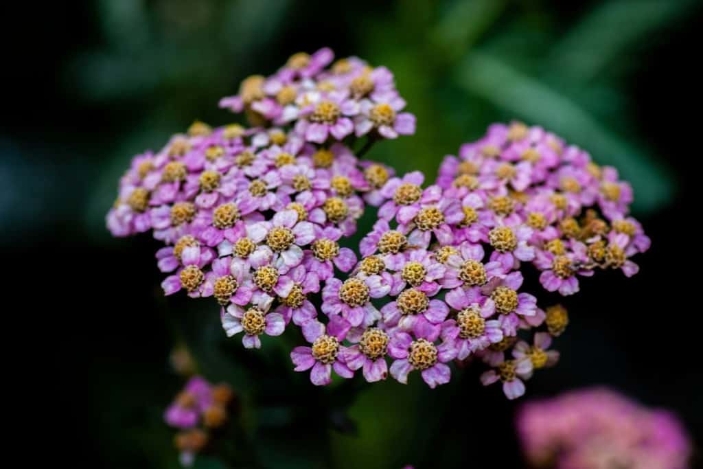 Achillea Yarrows