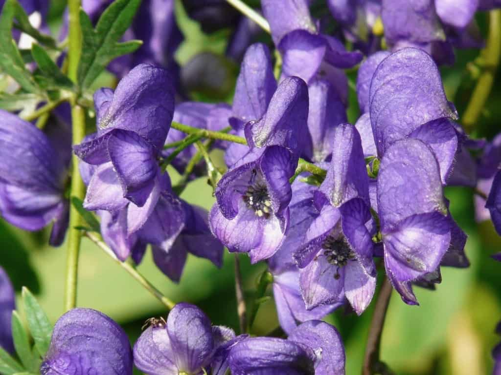 Aconite Monkshood