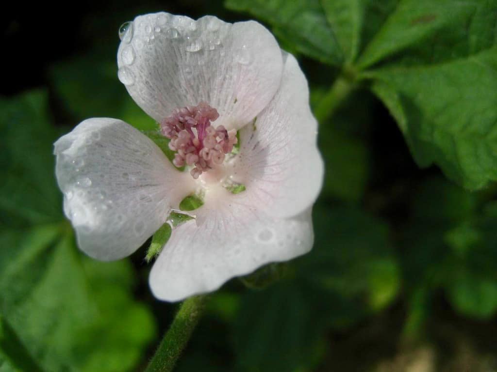 Althaea Marshmallow Plant