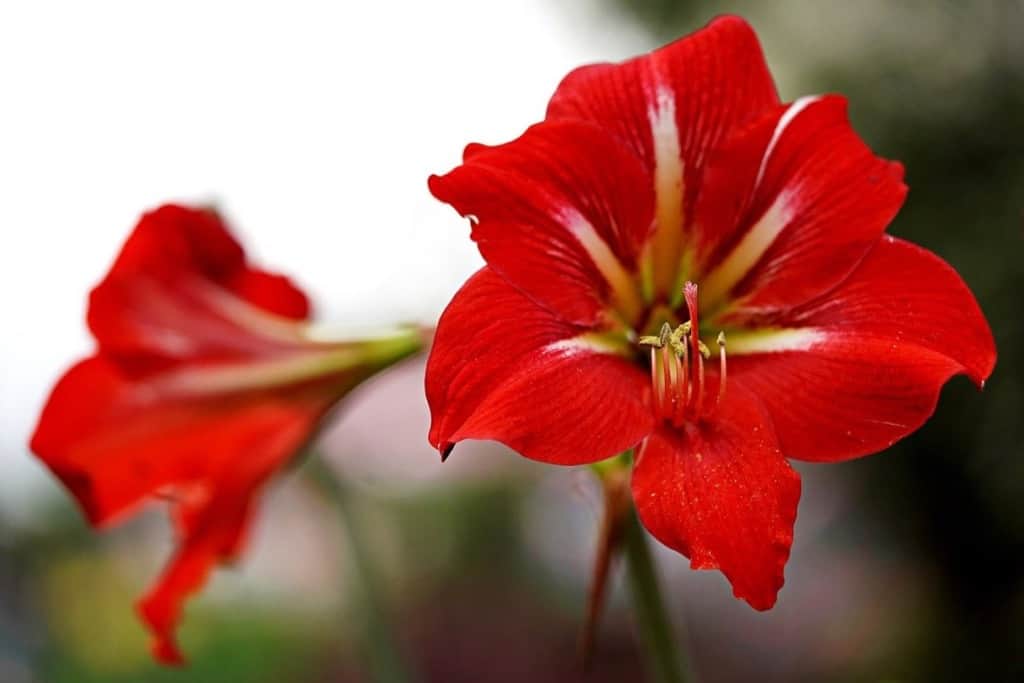 Amaryllis Ancient Greek Flowers