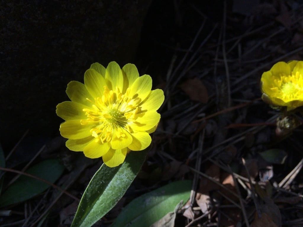 Amur Adonis Plant