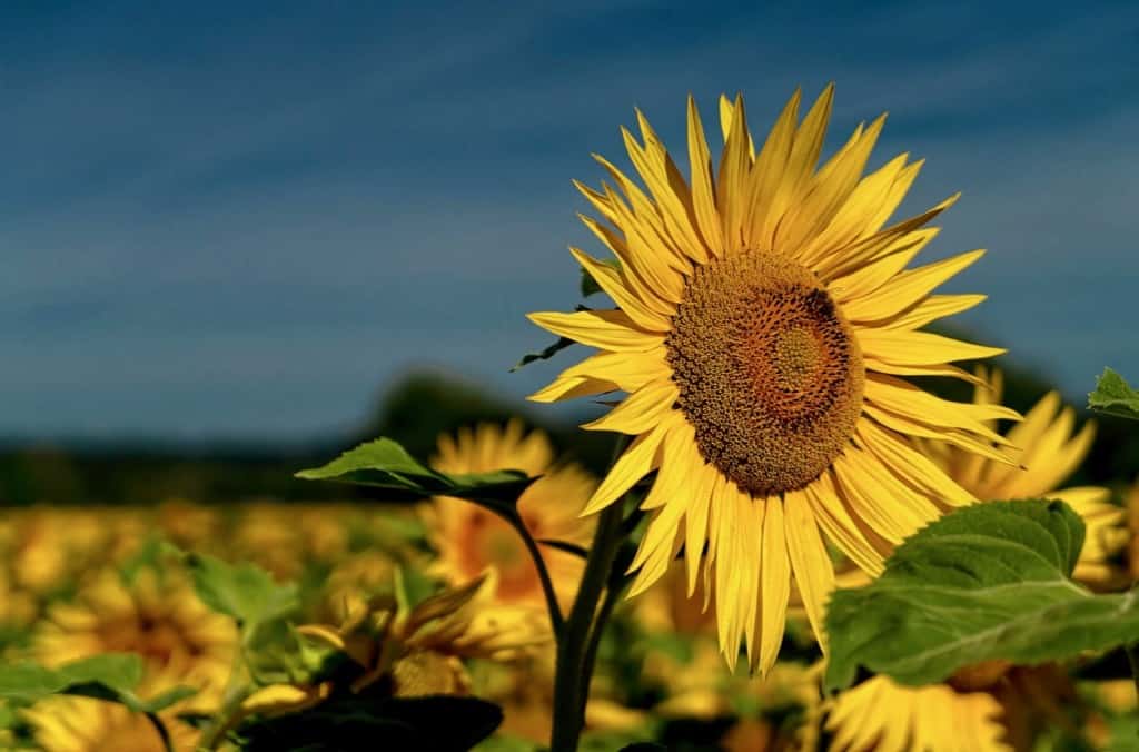 Ancient Greek Flowers Sunflower