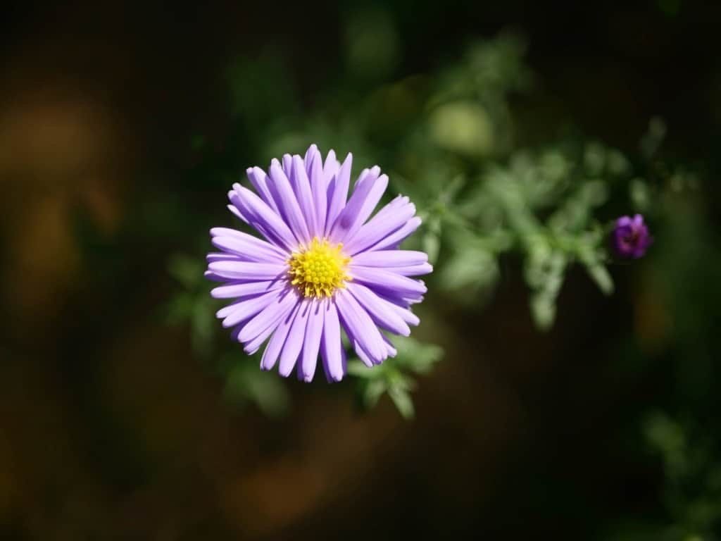 Aster