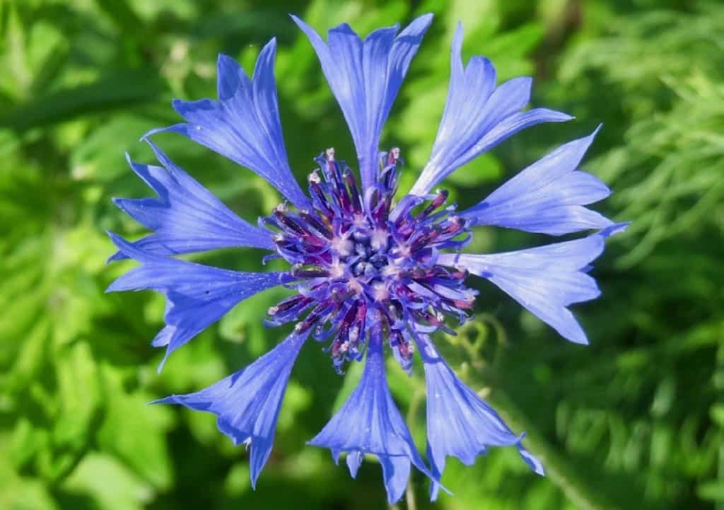 Centaurea Cyanus